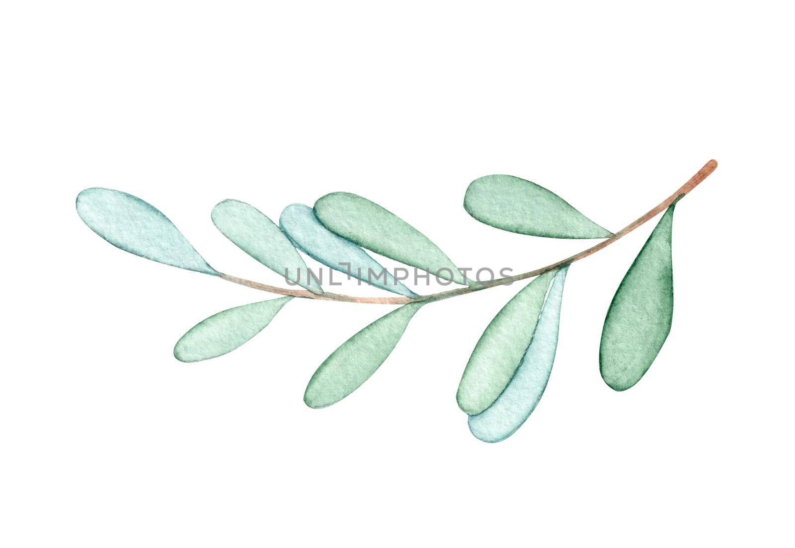 Watercolor mistletoe branch isolated on white by dreamloud