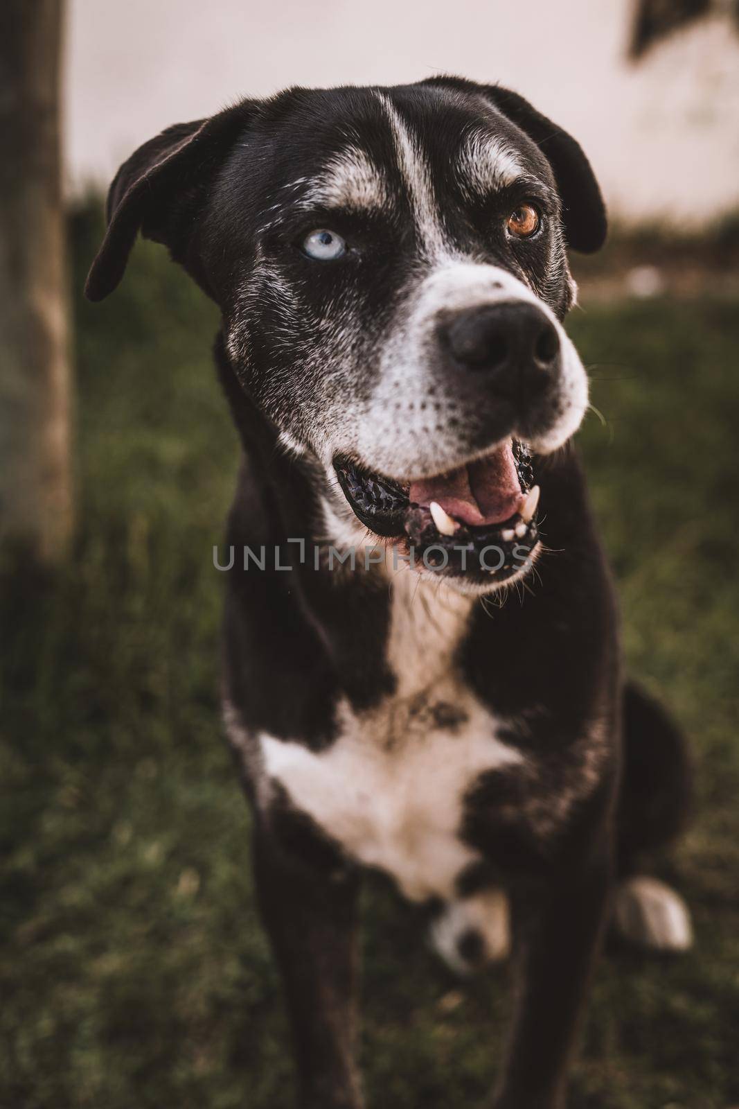 Portrait of dog with 2 different eyes colour by fabioxavierphotography