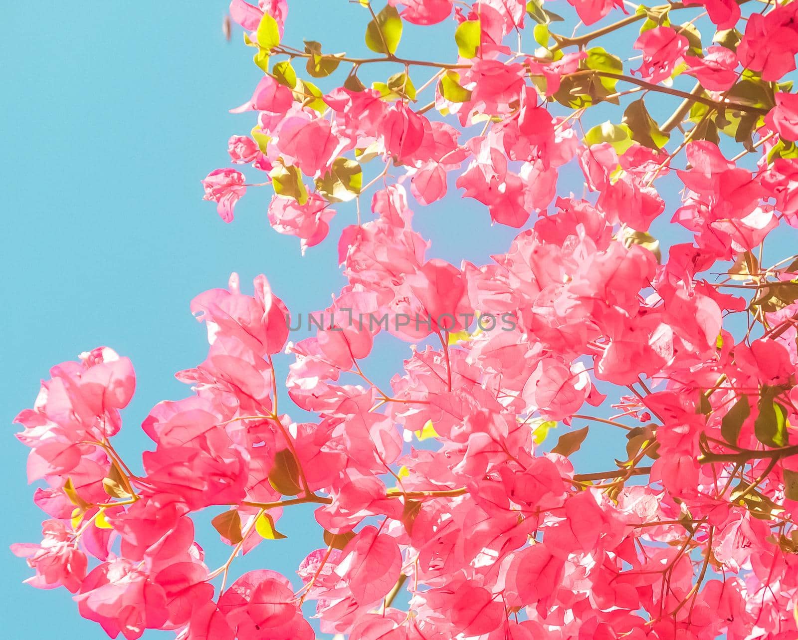 Floral background, spring nature and botanical beauty concept - Coral blooming flowers and blue sky, feminine style background