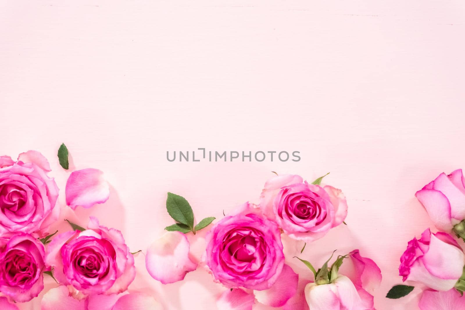 Flat lay. Pink roses and rose petals on a pink background.