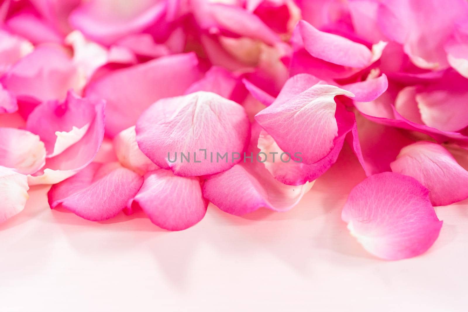 Background of petals from pink roses.