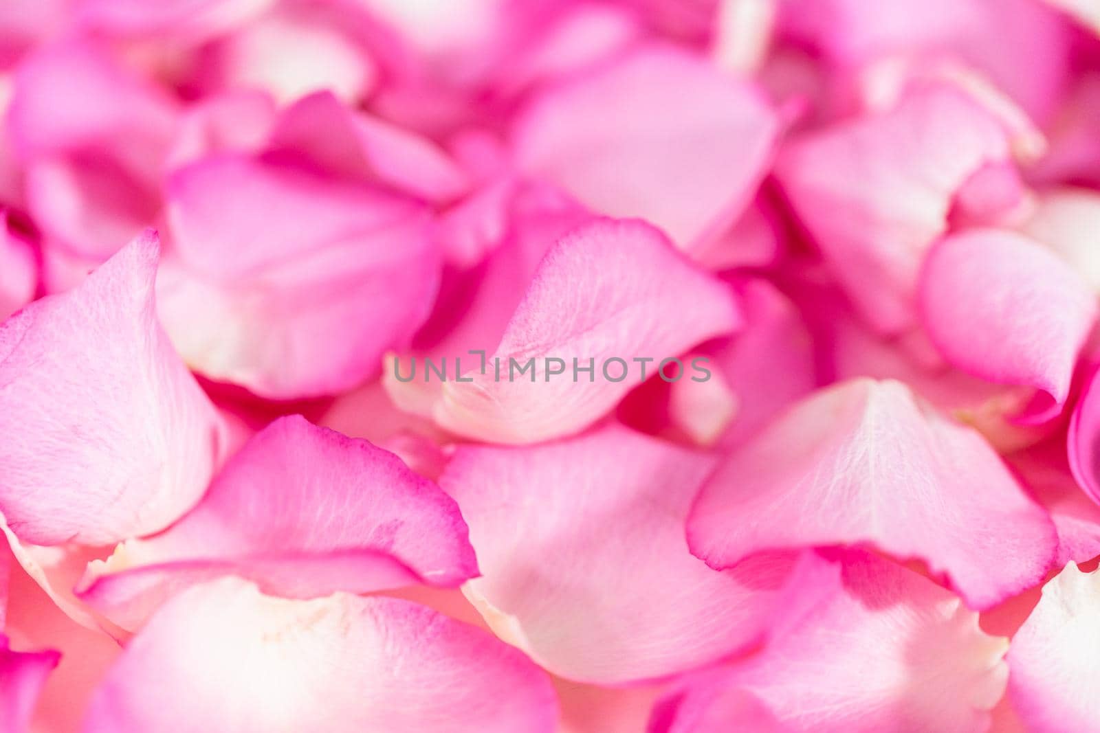 Flat lay. Background of petals from pink roses.