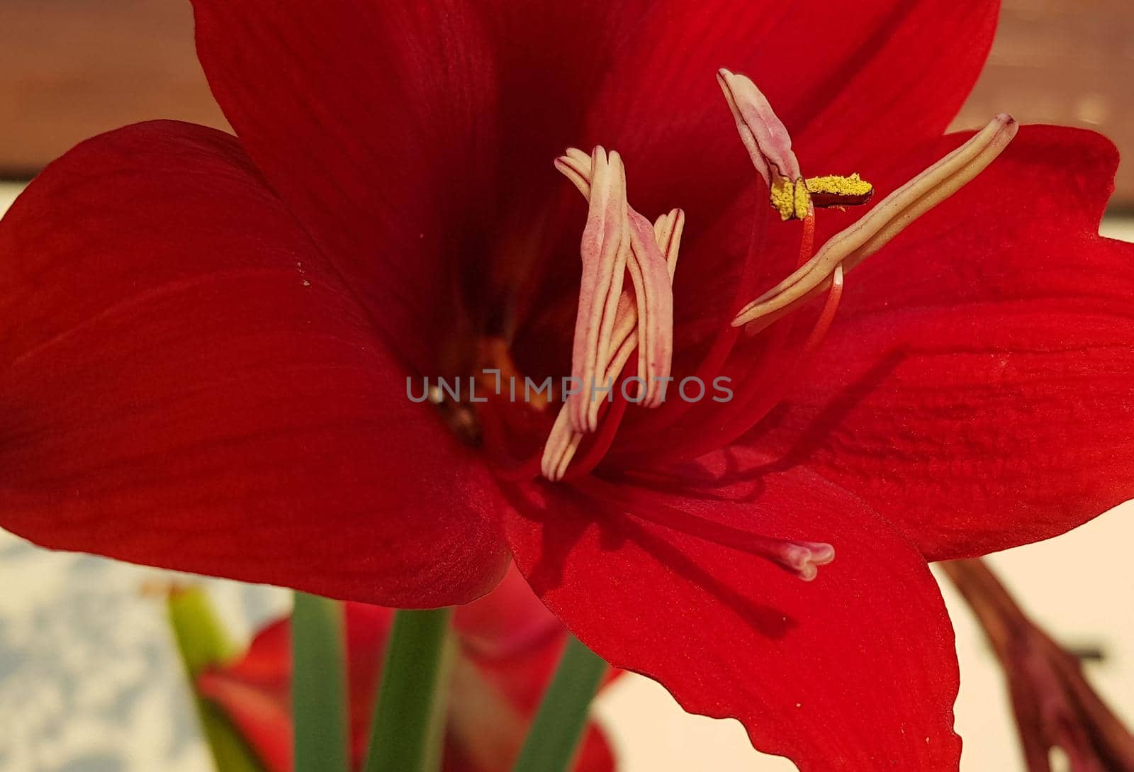 Close up Amaryllis flowers showing pollen, Amaryllis, Amaryllidaceae, Hippeastrum reginae Herb blooming in the garden