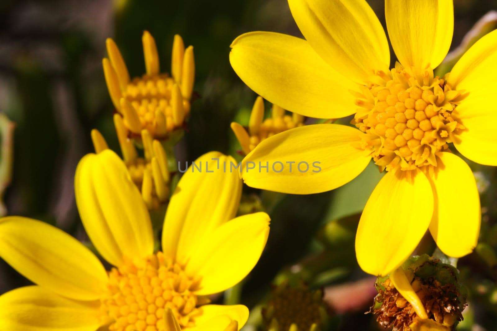 Bright Yellow Sea Ragwort Flowers (Senecio maritimus) by jjvanginkel