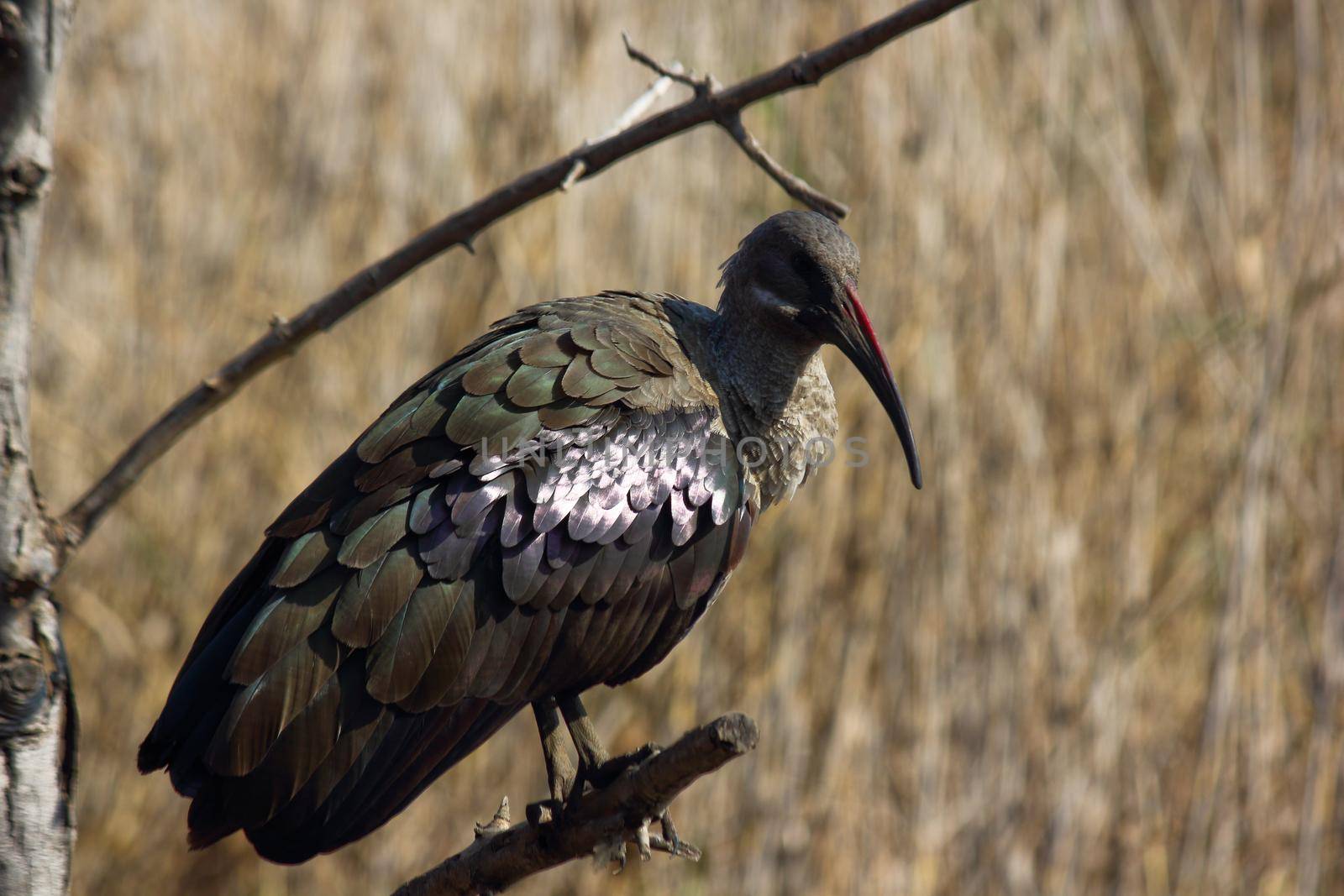 Hadeda Ibis Bird Perched On Branch (Bostrychia hagedash) by jjvanginkel