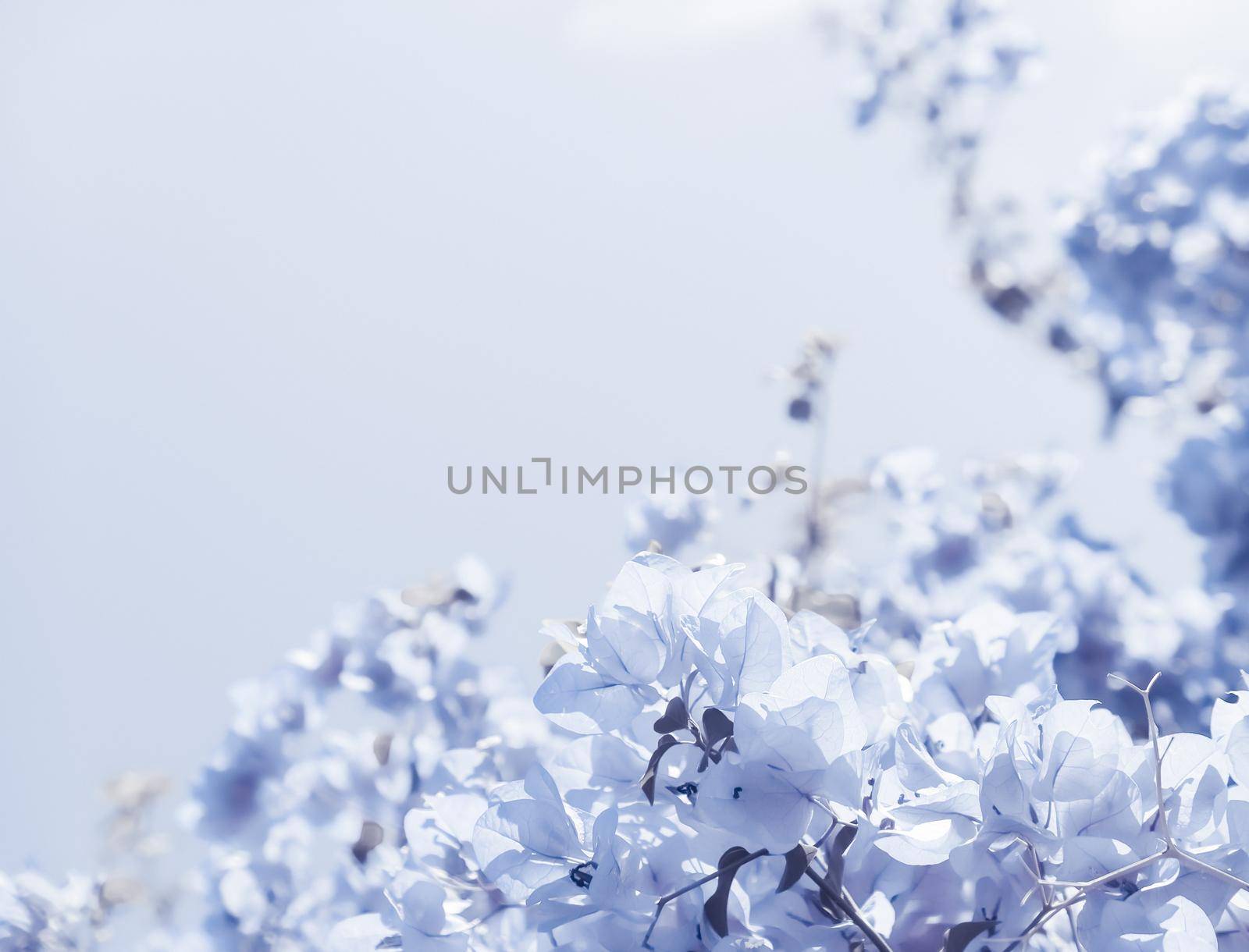 Blue floral composition by Anneleven