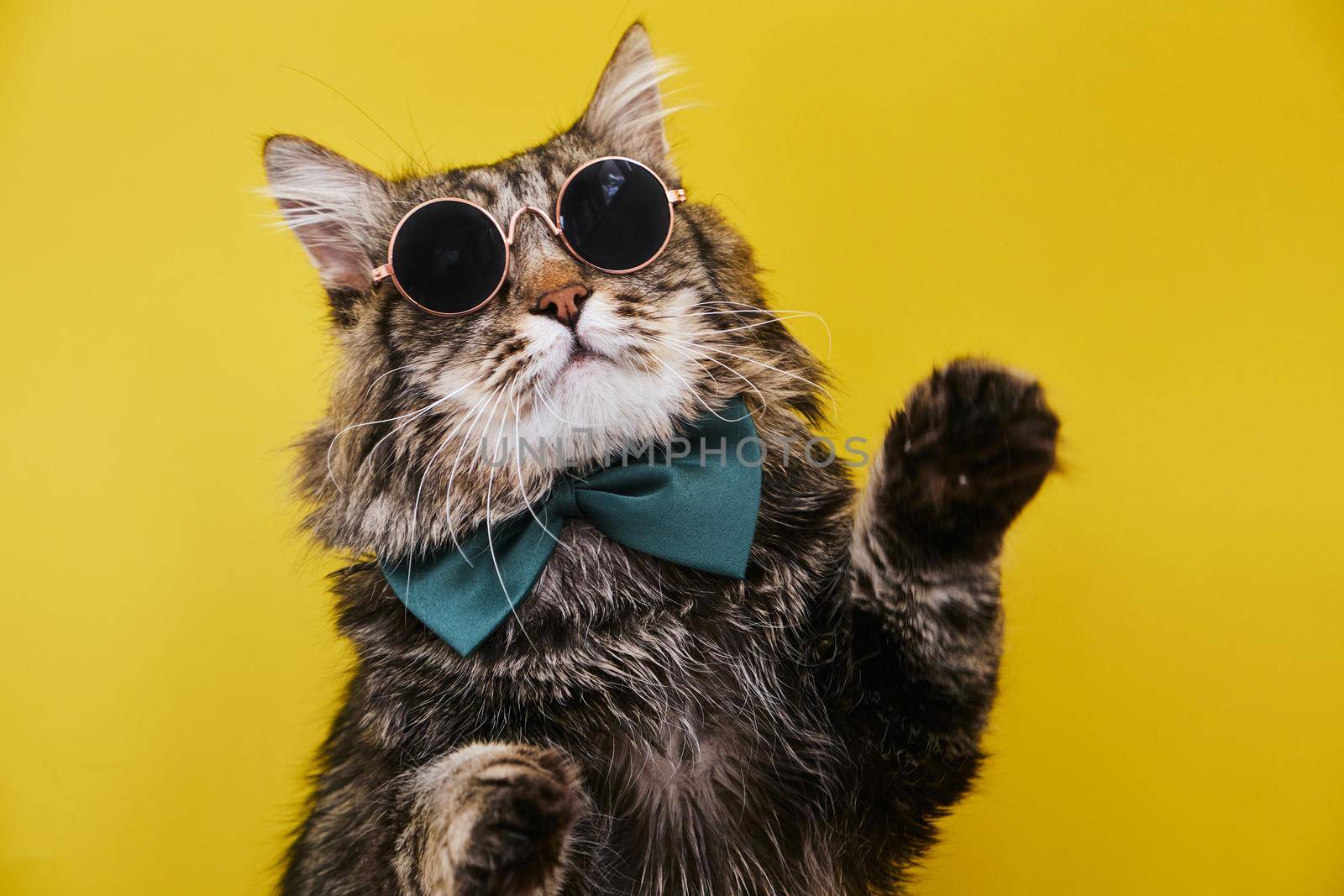 Closeup view of amazing domestic pet in black round fashion sunglasses and in bow tie is isolated on yellow wall. and looks to the upper right corner. Animals, friends, home concept.