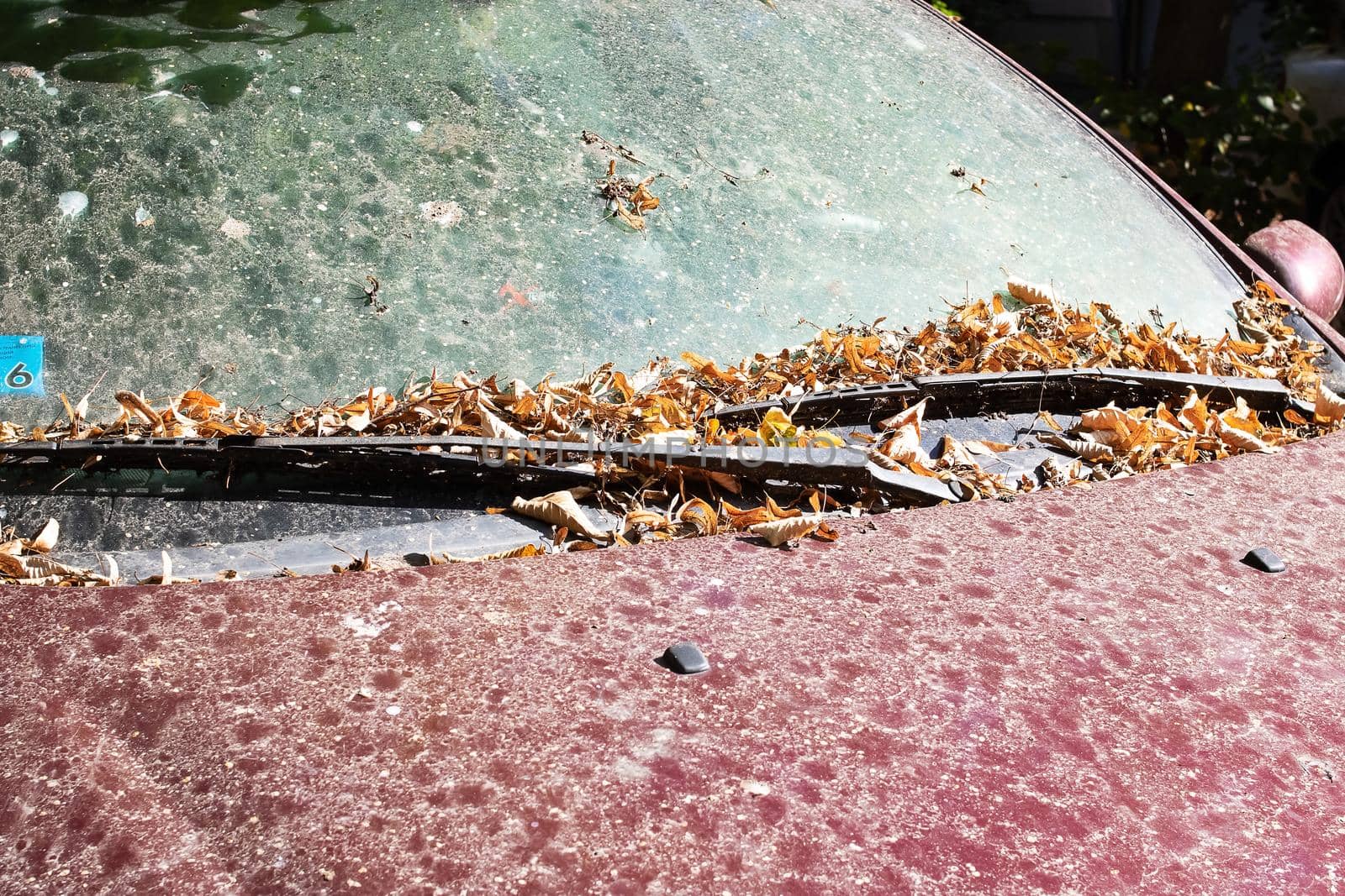 Dust and yellow autumn leaves on the hood of a car