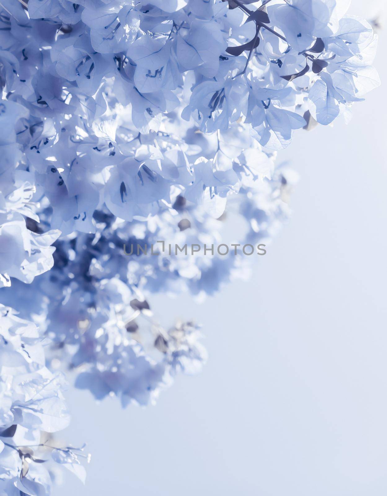 Flower background, spring nature and botanical beauty concept - Blue floral composition