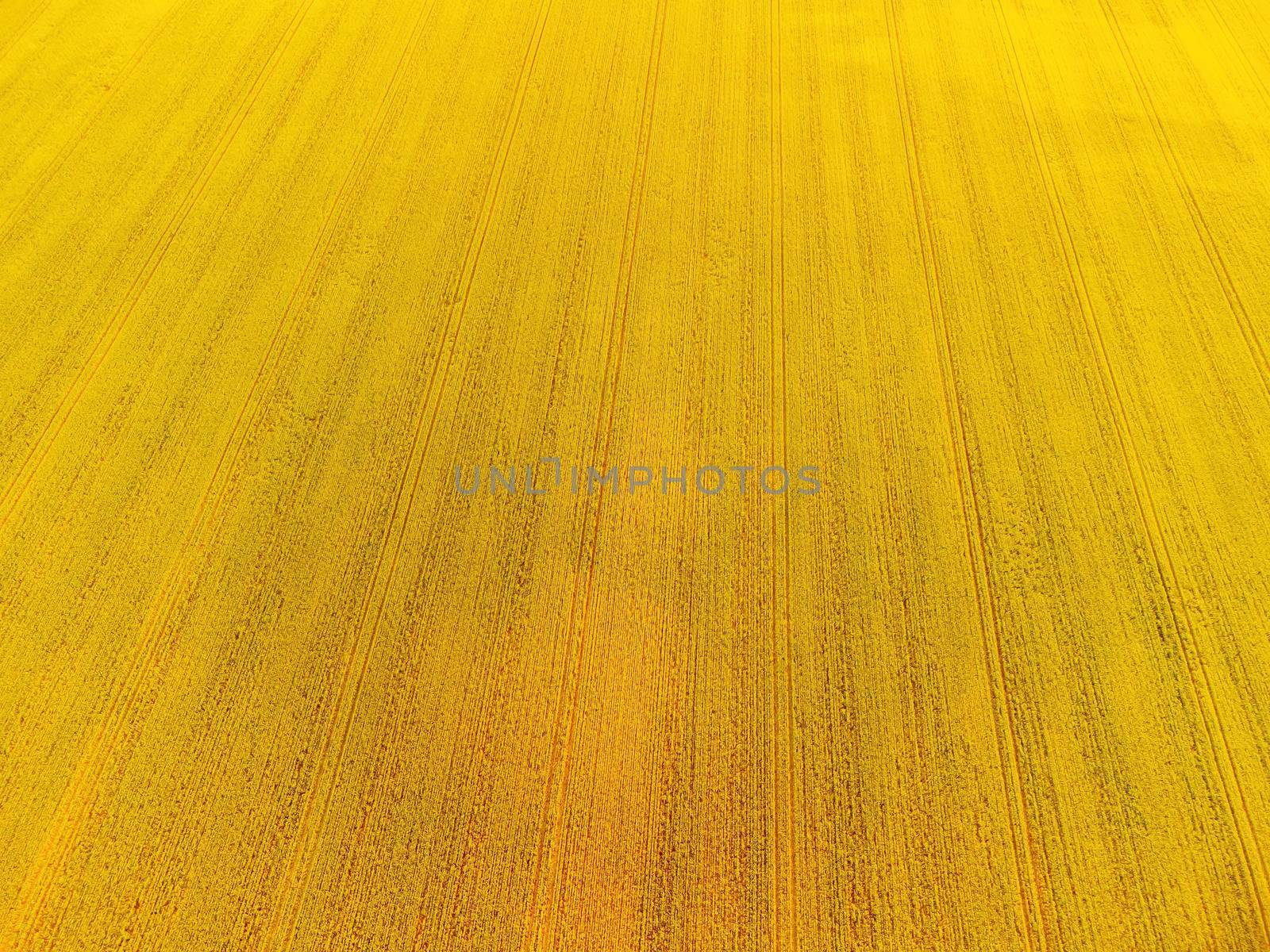 Green wheat field in countryside, close up. Field of wheat blowing in the wind at sunny spring day. Young and green Spikelets. Ears of barley crop in nature. Agronomy, industry and food production