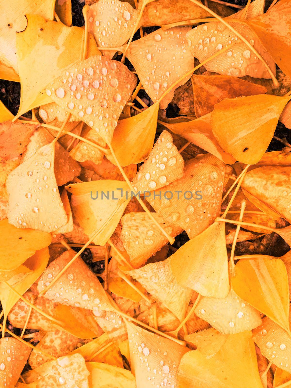 Fall season, weather and environment concept - Autumn leaves and trees, nature background