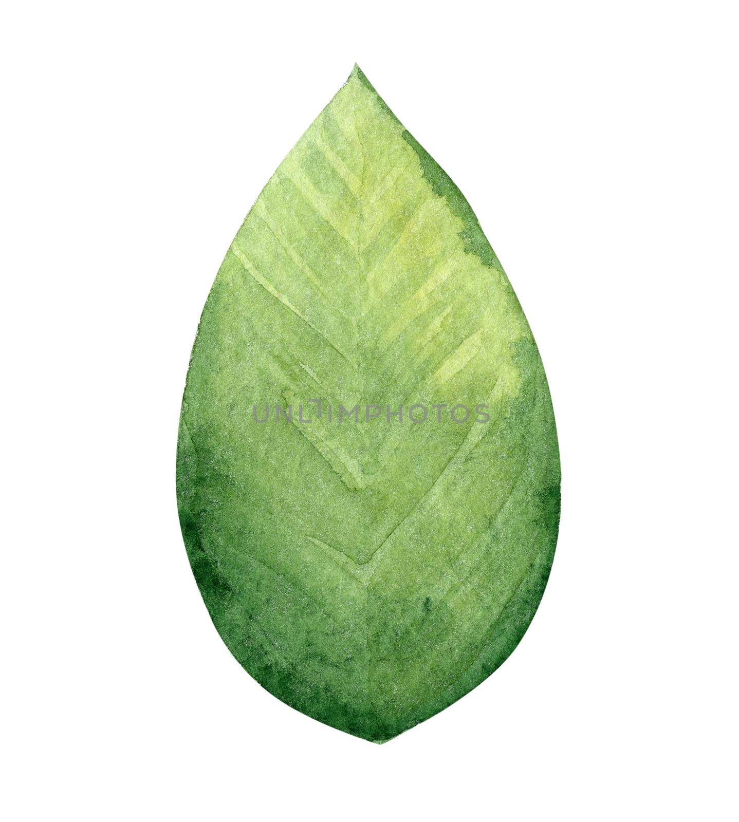 watercolor green leaf isolated on white background