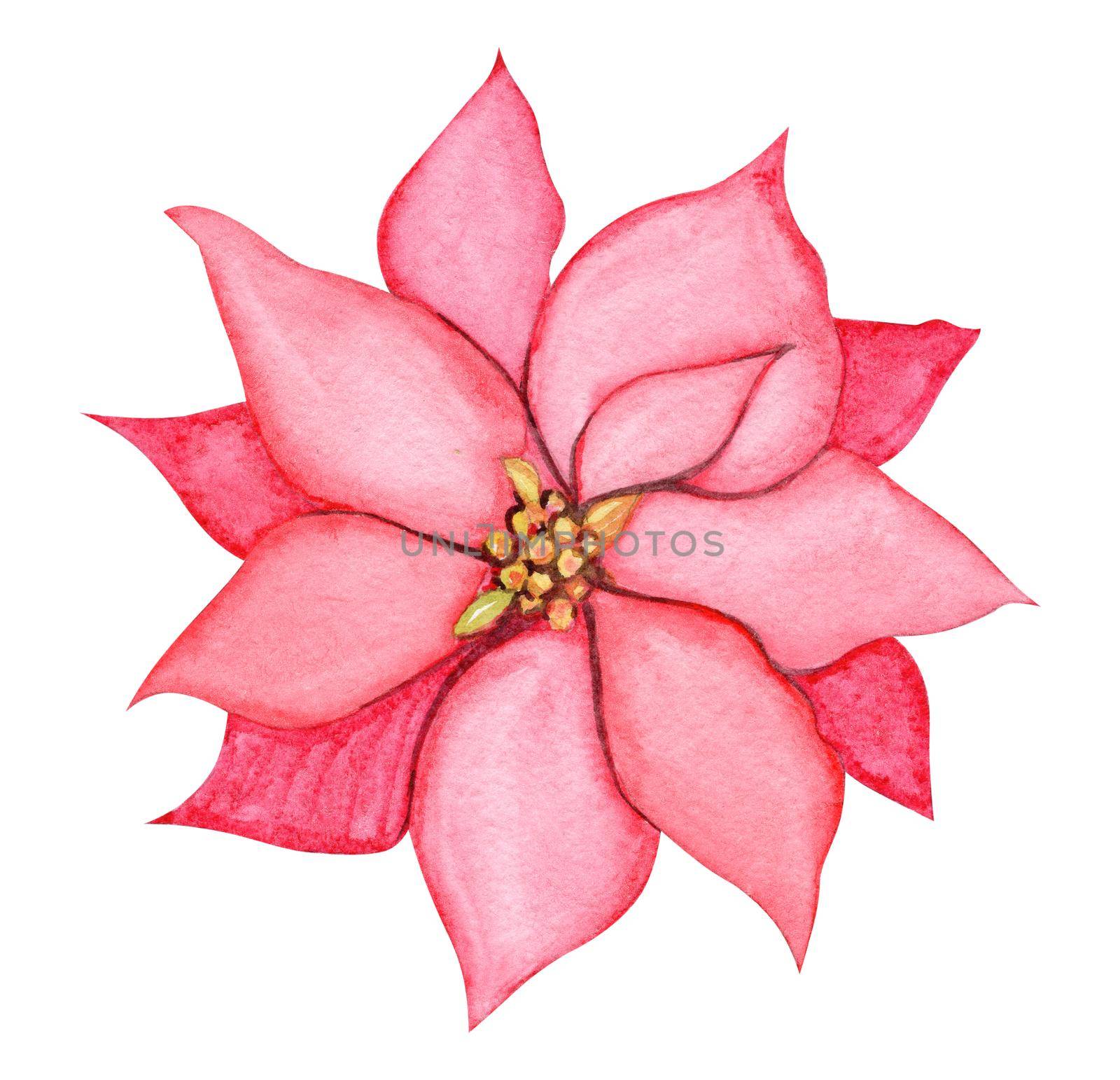 Watercolor poinsettia flower isolated on white background