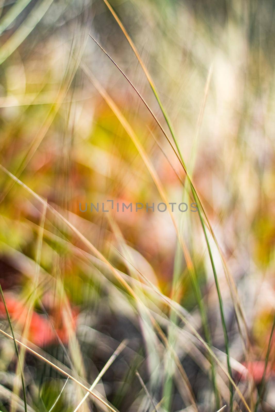 Beauty in nature, balanced lifestyle, environmental concept - Rustic spring field