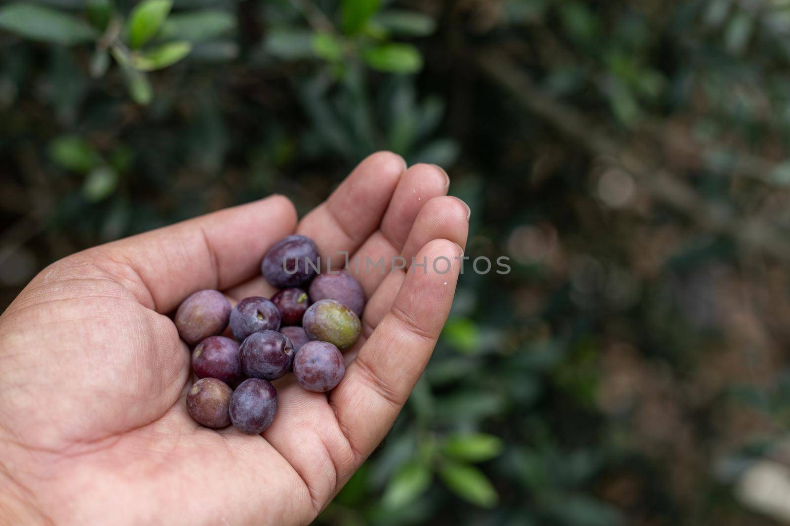 Fresh olive harvested from a tree holding in the hand