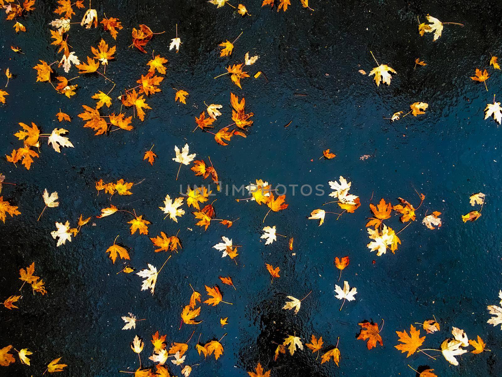 Autumn leaves and trees, nature background by Anneleven