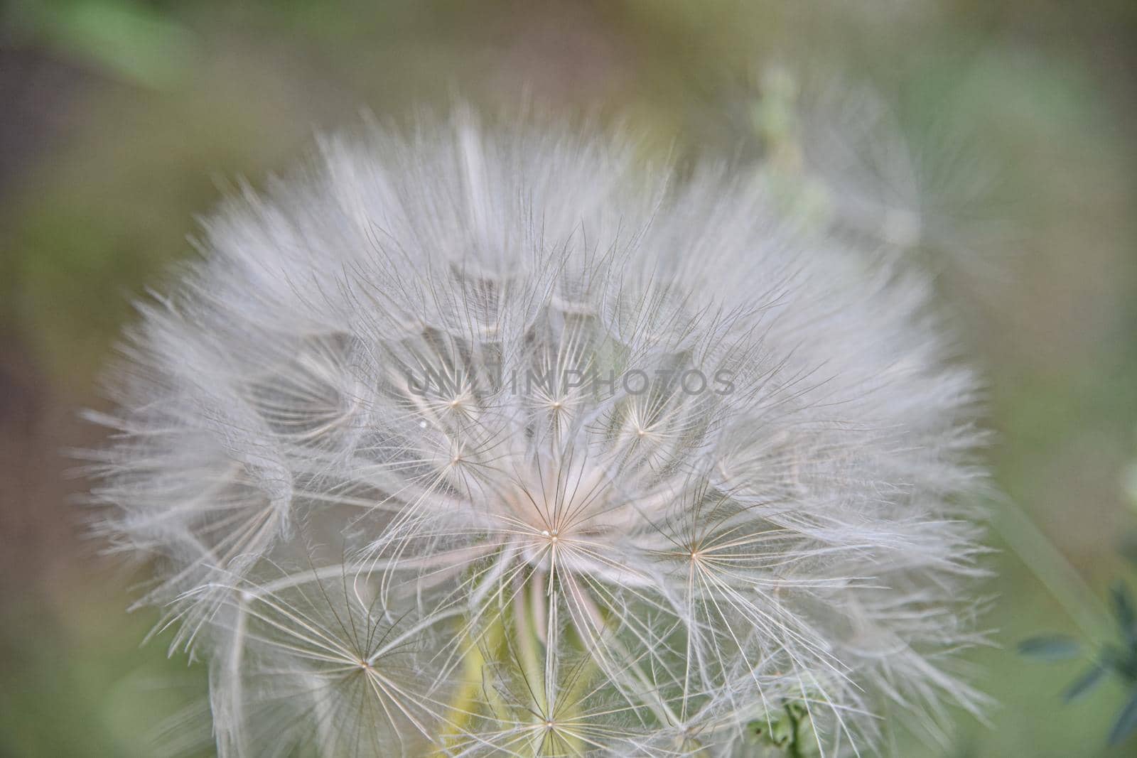 A large white ball of dandelion in hand against the sky. High quality photo