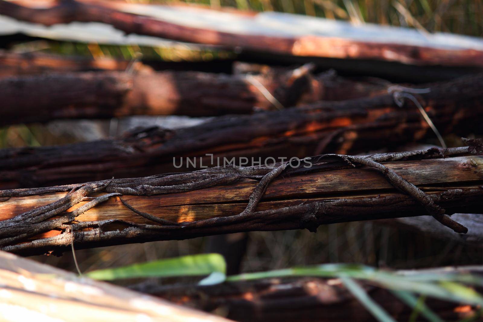 Dry bark peeling from rough weathered black wattle wood pole (Acacia mearnsii), South Africa