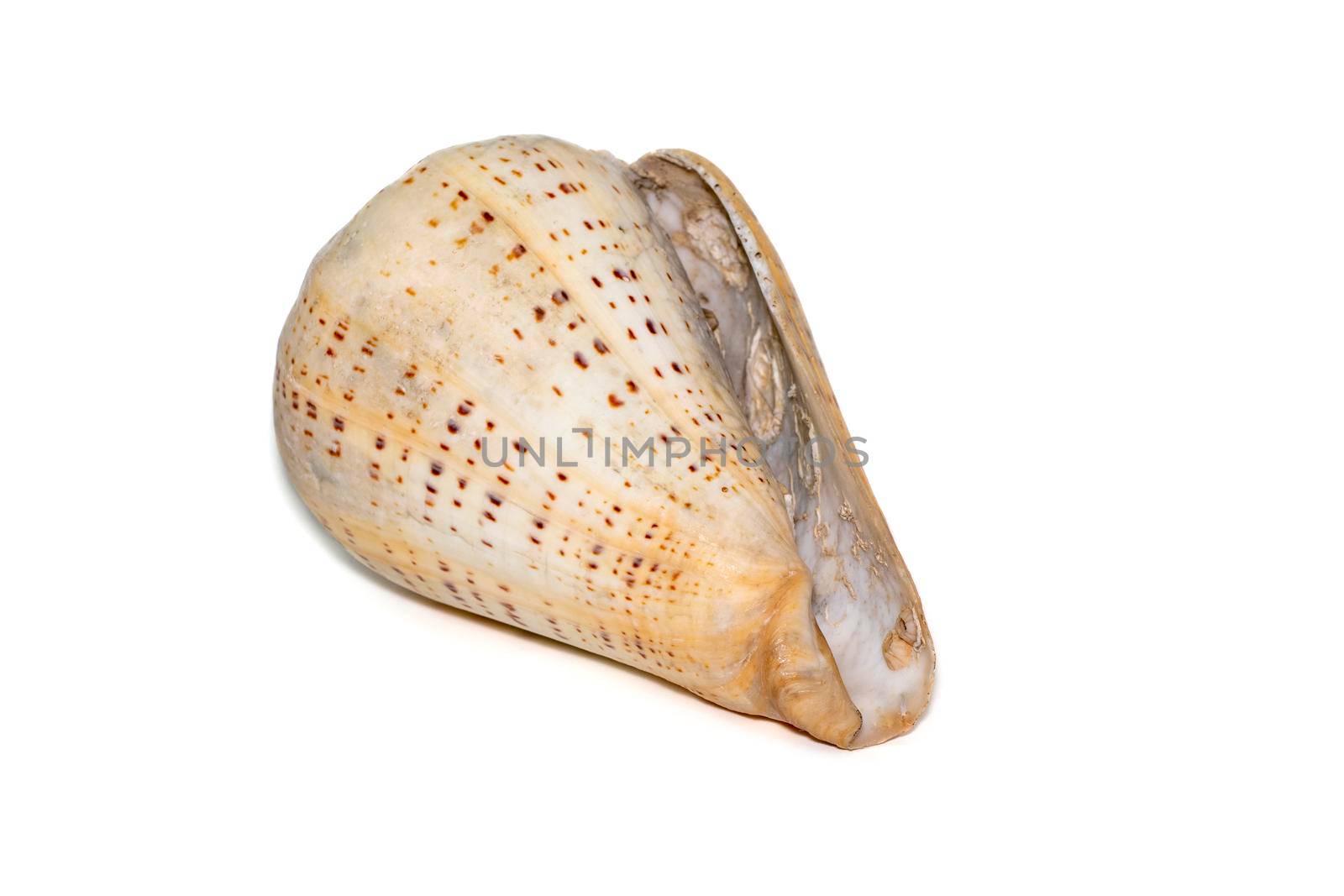 Conus betulinus, common name the betuline cone, is a species of sea snail, a marine gastropod mollusk in the family Conidae, the cone snails and their allies.