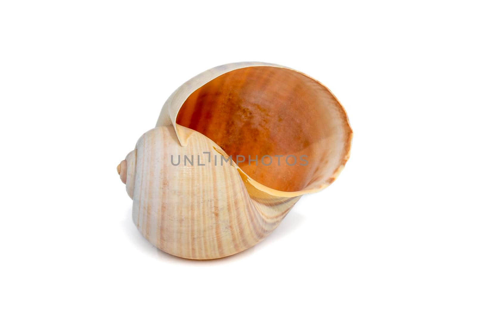 Image of large empty ocean snail shell on a white background. Undersea Animals. Sea shells. by yod67