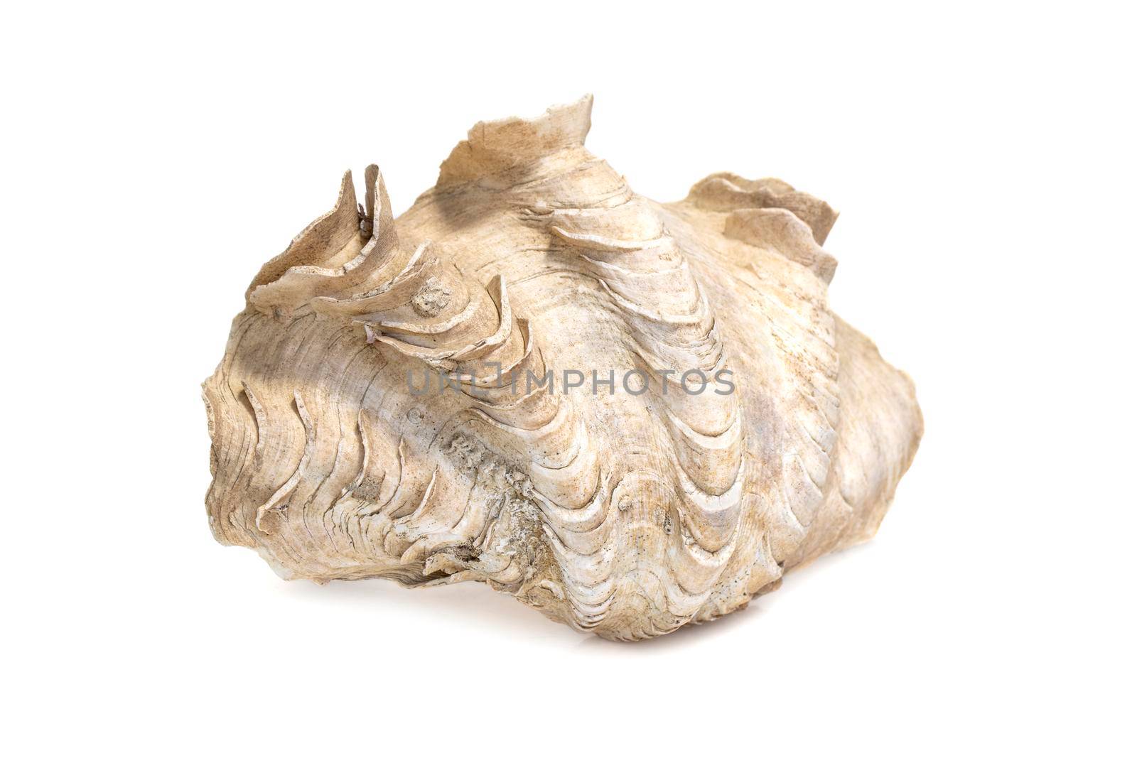 Image of Crocus Giant Clam (Tridacna crocea). on a white background. Sea shells. Undersea Animals. by yod67