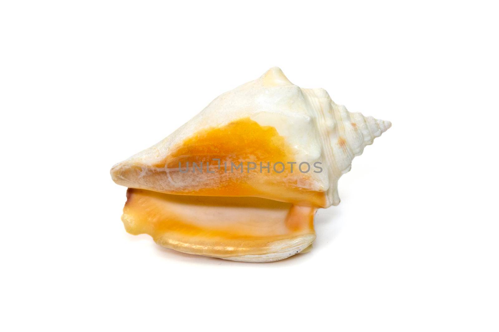 Image of strombus alatus sea shell, the Florida fighting conch, is a species of medium-sized, warm-water sea snail, a marine gastropod mollusk in the family Strombidae, the true conchs isolated on white background. Undersea Animals. Sea Shells.