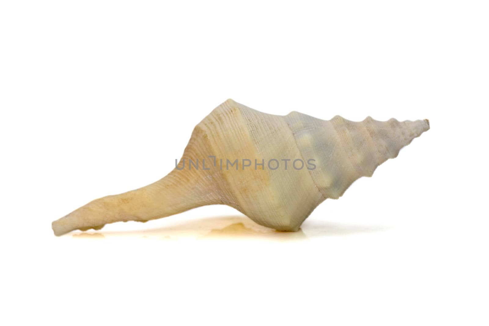 images of white conch shell isolated on white background. Undersea Animals. Sea Shells.