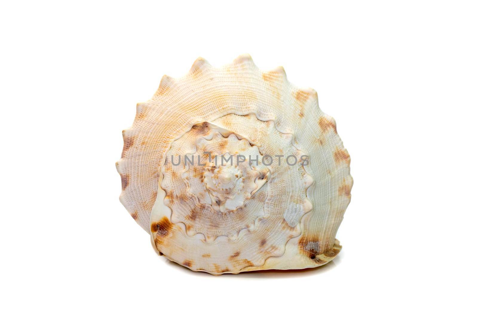 Image of Horned Helmet sea shells. (cassis Cornuta) is a species of extremely large sea snail isolated on white background. Undersea Animals. Sea Shells.