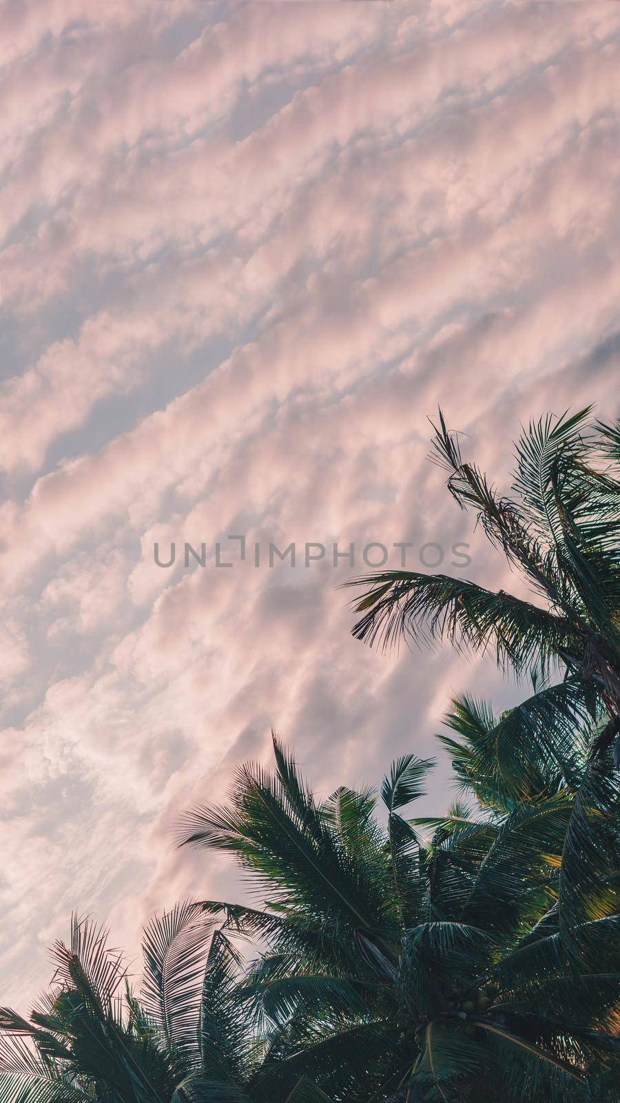 VERTICAL tropical coconut green palm tree sky white clouds background summer day air Spindrift cloud.