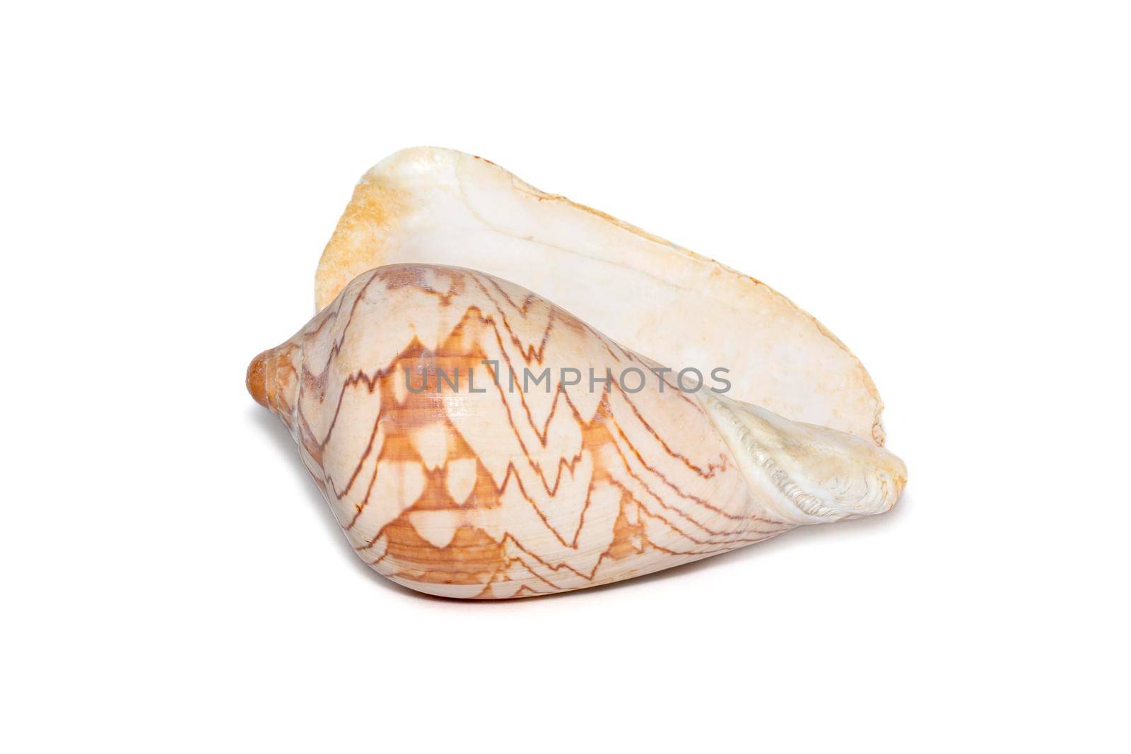 Image of cymbiola nobilis sea shell is a marine gastropod mollusk in the family Volutidae isolated on white background. Undersea Animals. by yod67