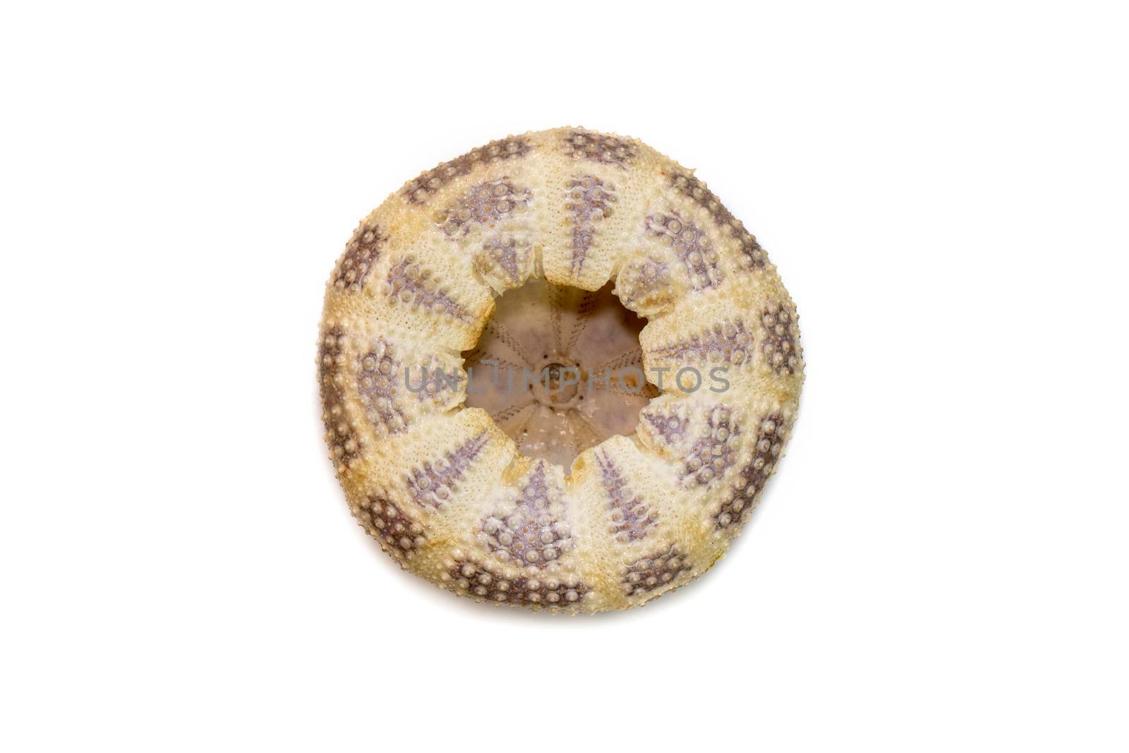 Image of Sea Urchin Shell on a white background. Sea shells. Undersea Animals. by yod67