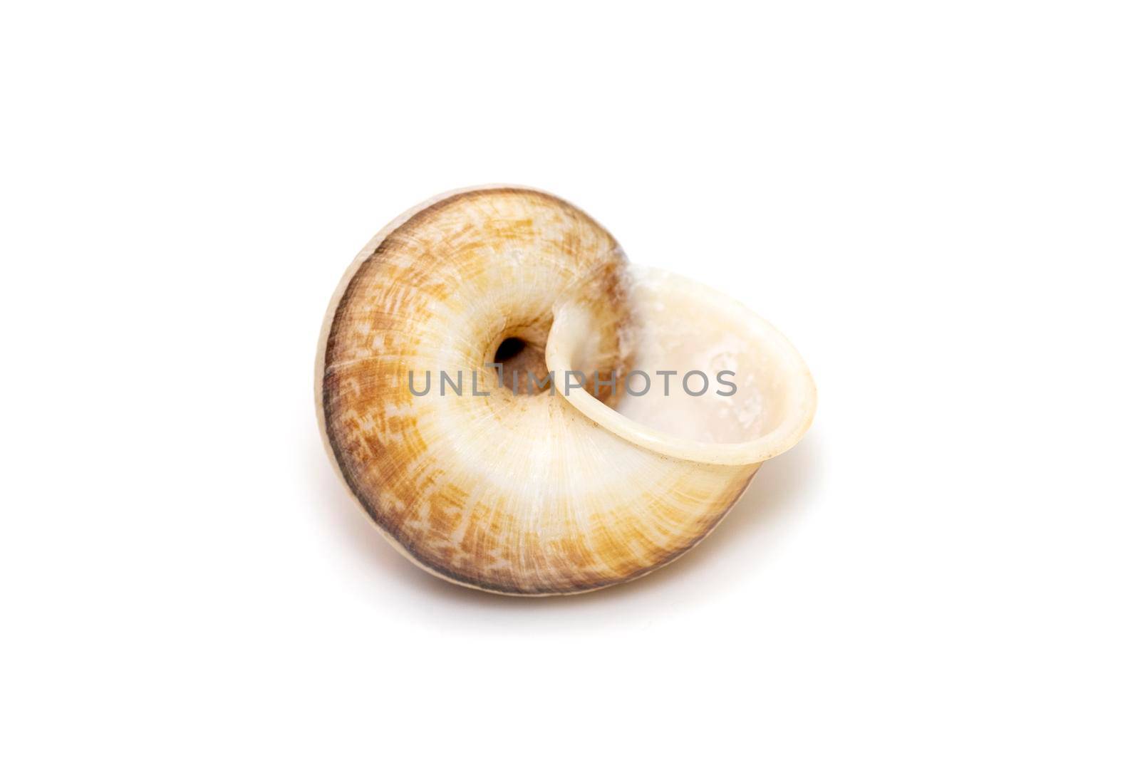 Image of cyclophorid snails(Cyclophoridae) isolated on white background. Undersea Animals. Sea Shells.