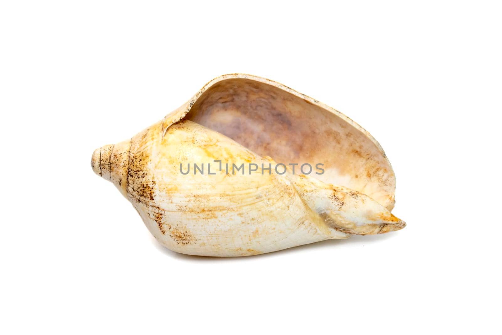 Image of white bottom conch shell isolated on white background. Undersea Animals. Sea Shells. by yod67