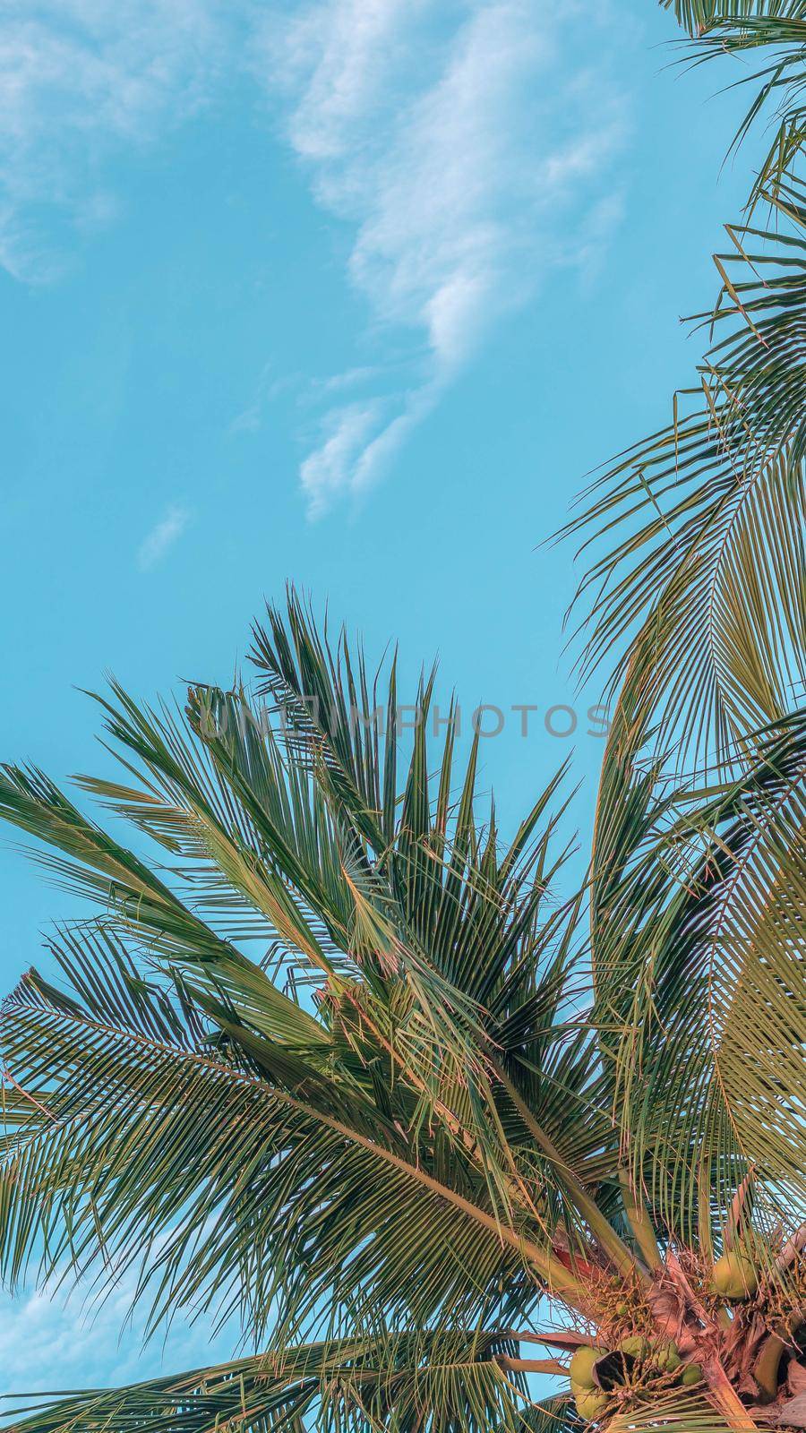 VERTICAL tropical coconut green palm tree sky white clouds background summer day air Spindrift cloud.
