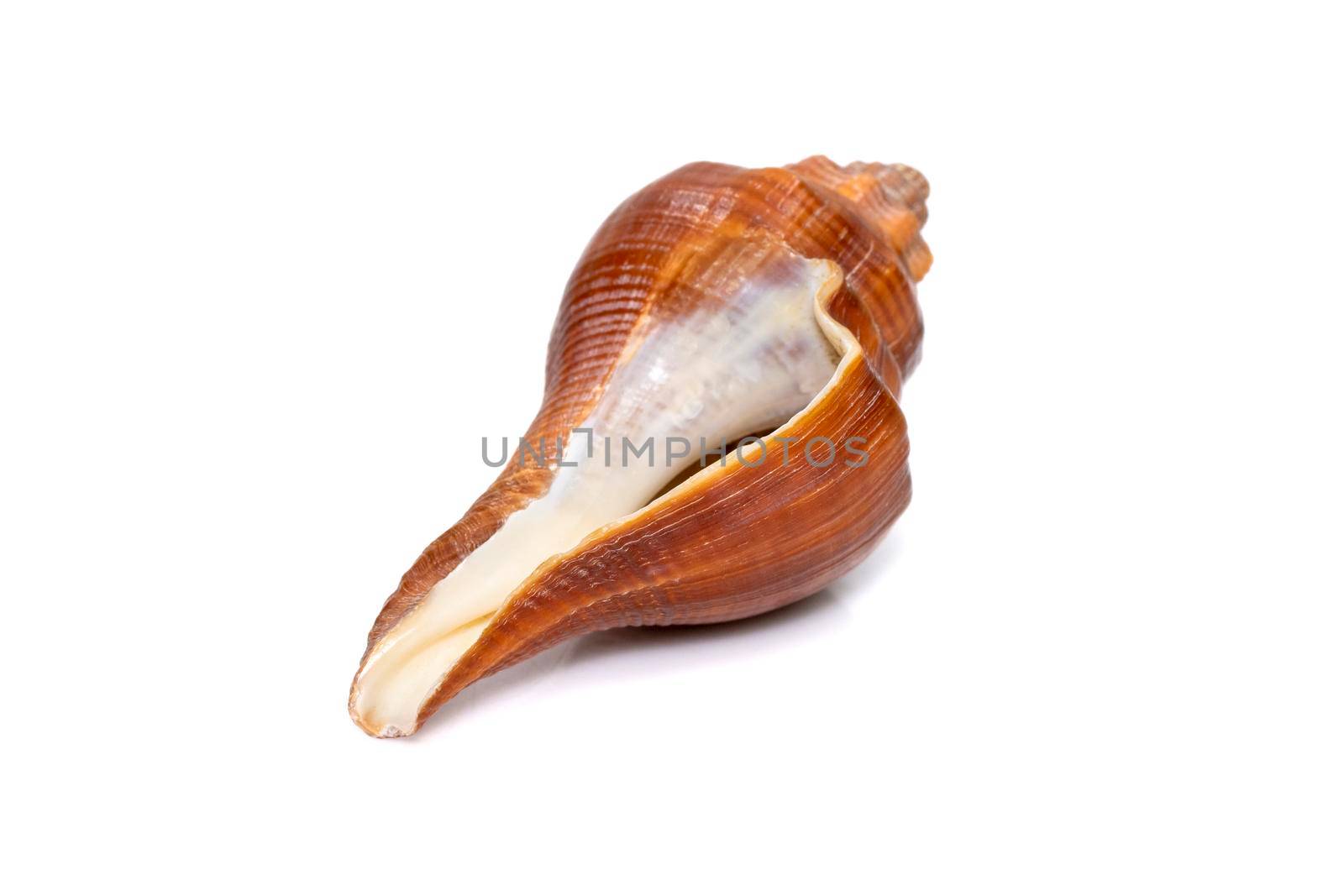 Image of pugilina cochlidium (Spiral melongena) on a white background. Red Sea Snail. Undersea Animals. Sea Shells.