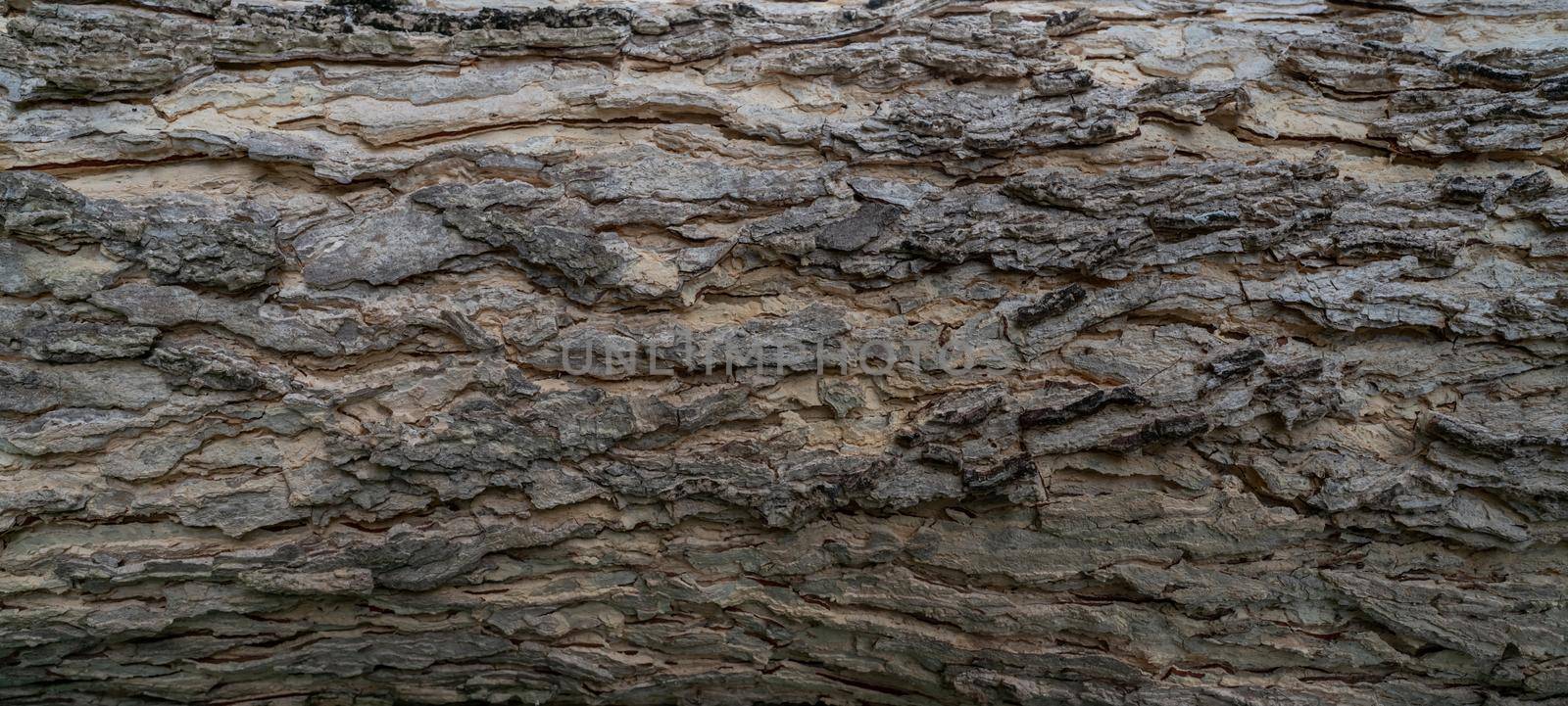 Full frame tree bark texture background. Gray wood skin abstract background. Pattern of natural tree bark texture. Rough surface of trunk. Nature background. Carbon neutral concept. Bark of rain tree. by Fahroni