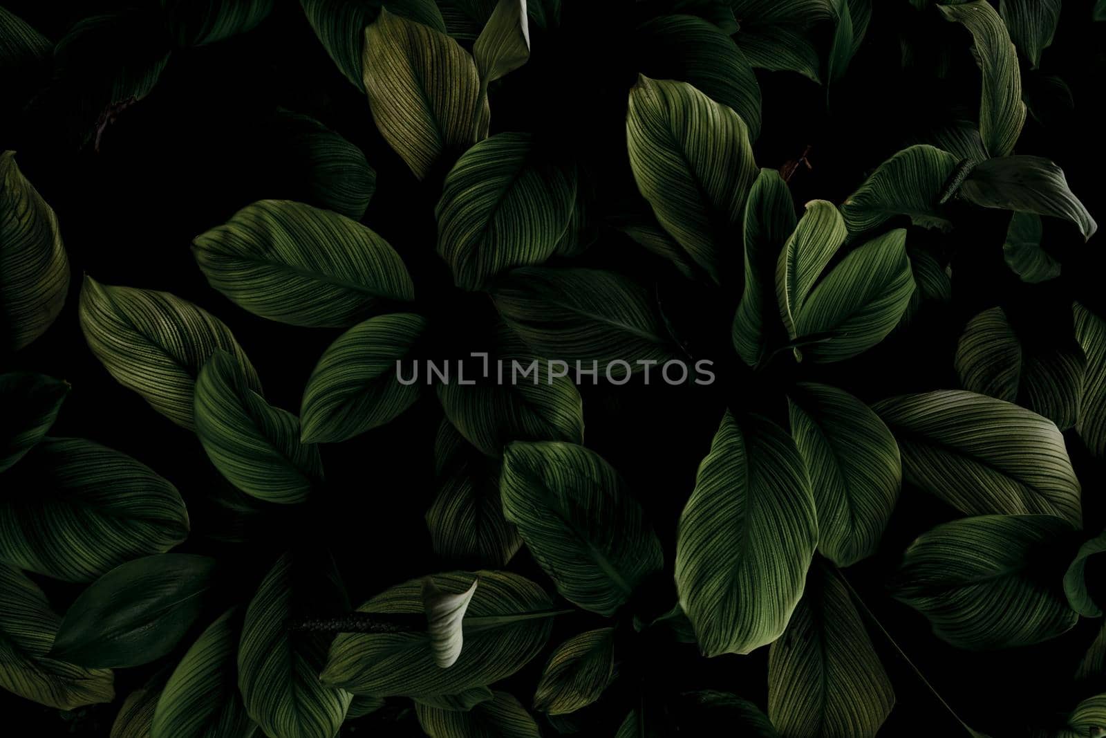Closeup green leaves of tropical plant in garden. Dense dark green leaf with beauty pattern texture background. Green leaves for spa background. Green wallpaper. Top view ornamental plant in garden. by Fahroni