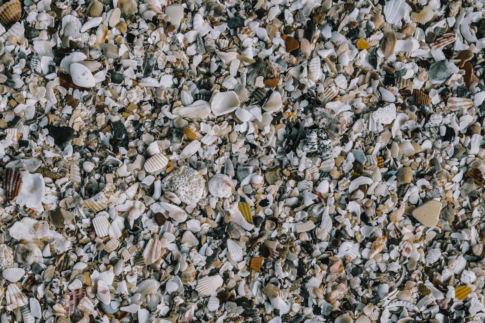Close-up seashells on beach sand summer day. Abstract ocean background pattern collection.