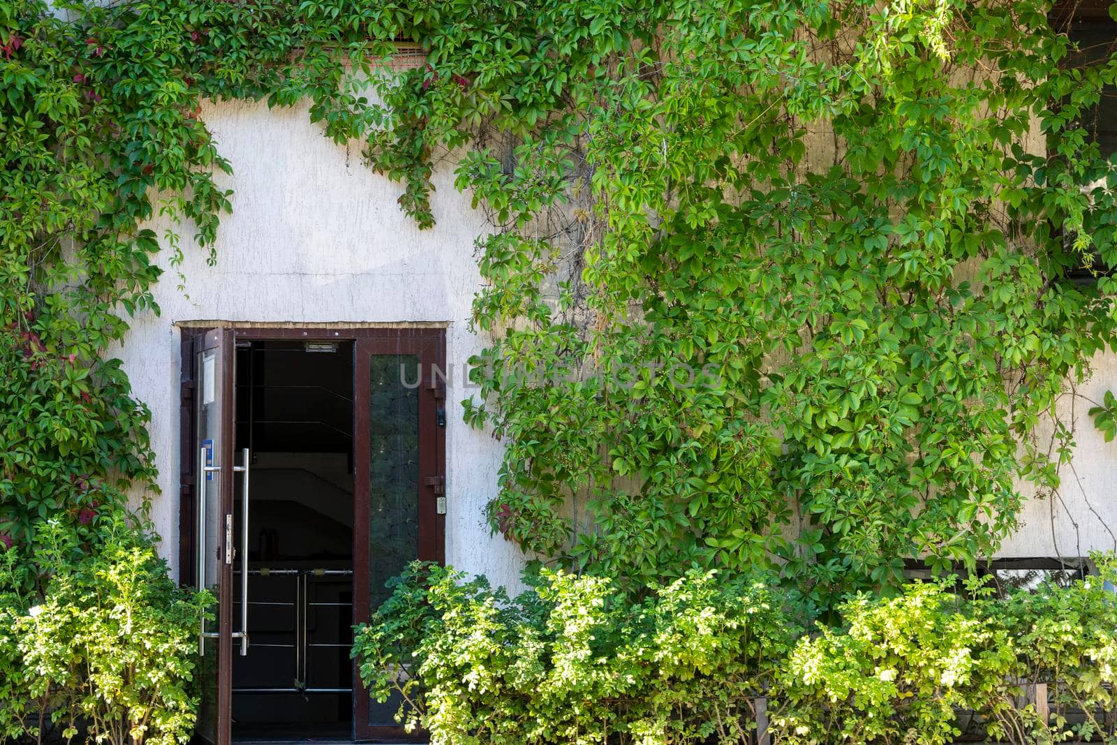 wall of the building overgrown with grapes and the entrance door by audiznam2609