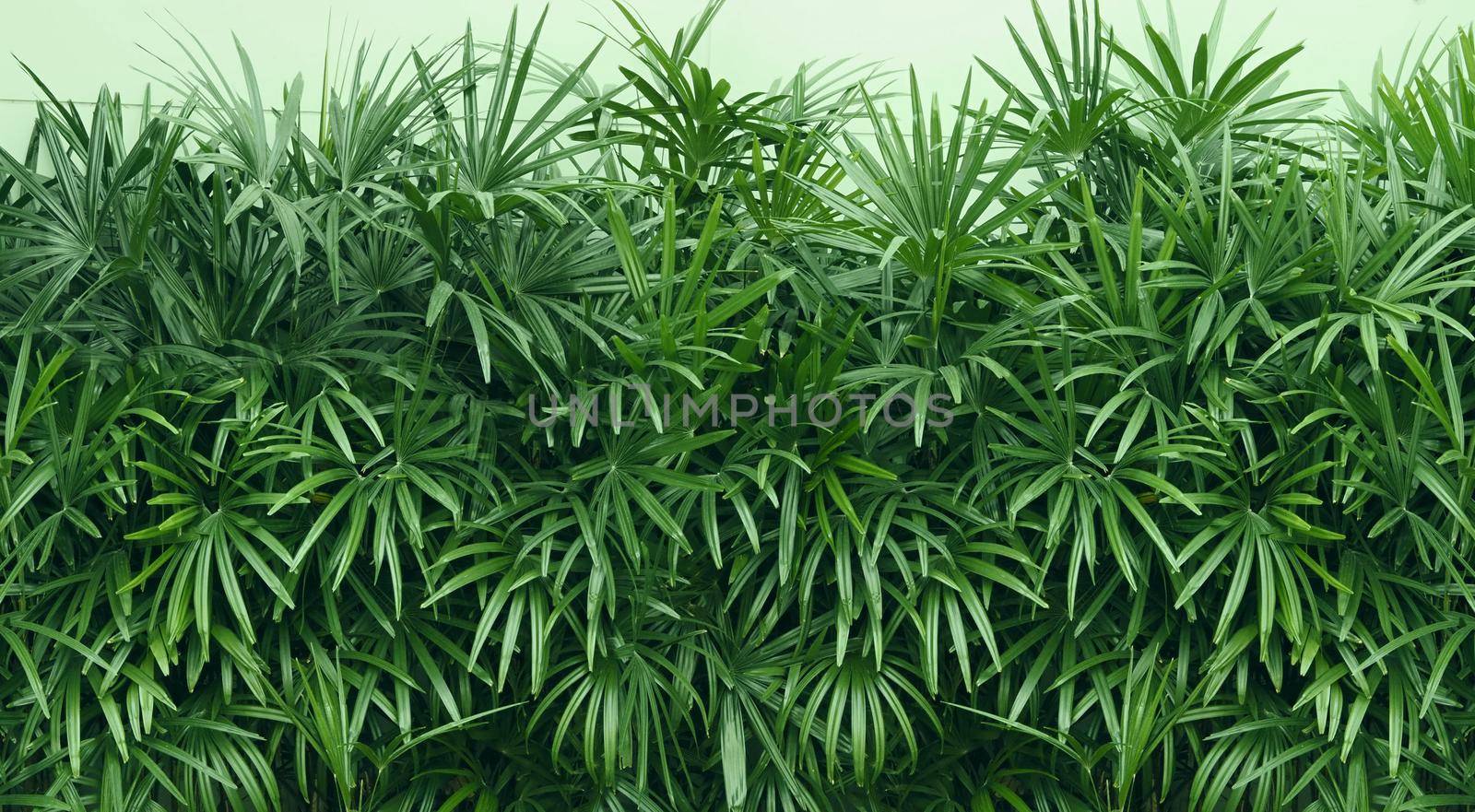 Nature wall of Lady palm tree or bamboo palm which in front of white color cement background wall for represent mood and tone of tropical asia jungle and refreshing feeling