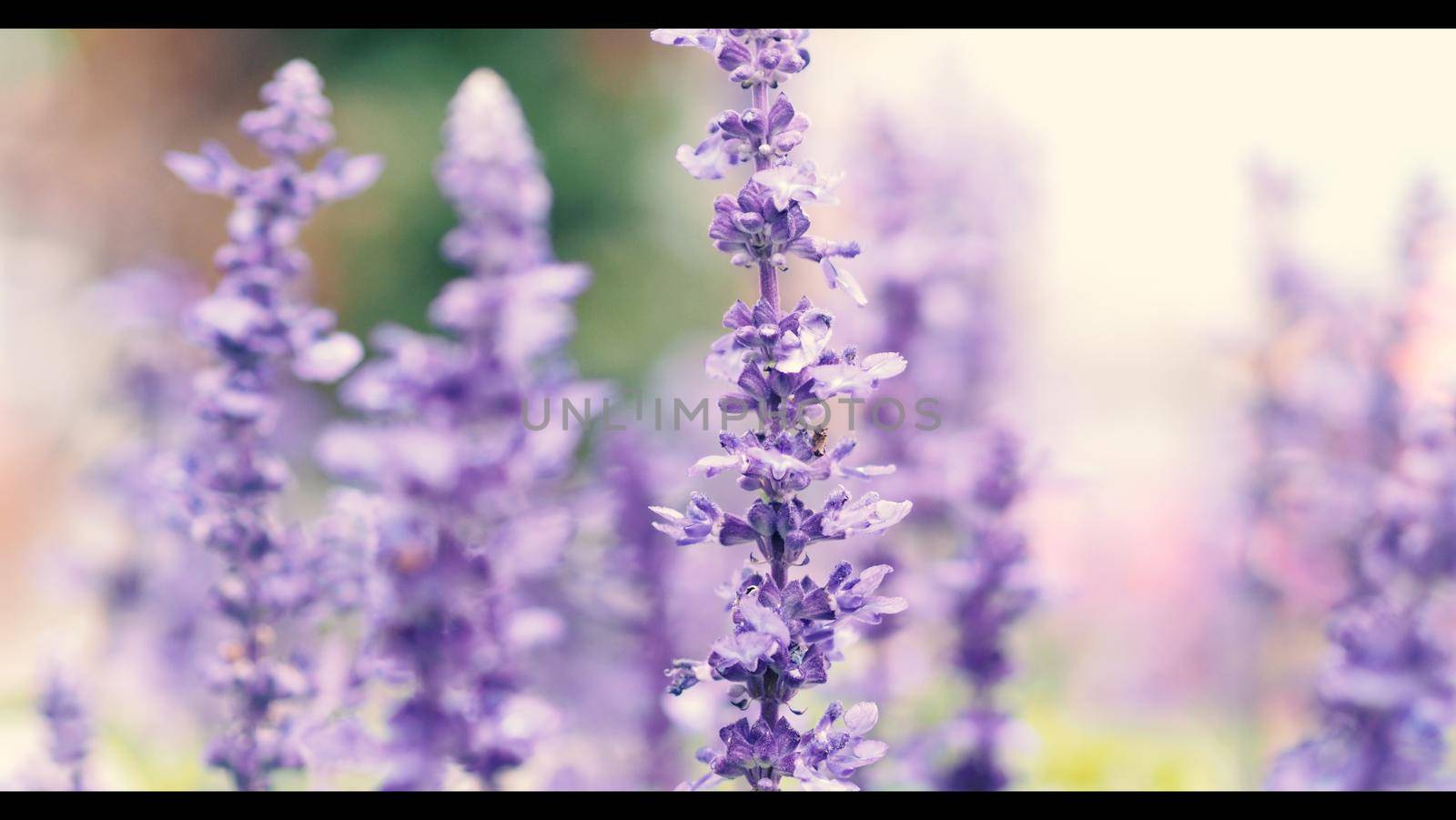 Lavender flower are bright and colorful violet color blooming and fragrancing with sunlight outdoor at Furano district Hokkaido north part of Japan in summer season mid of August 