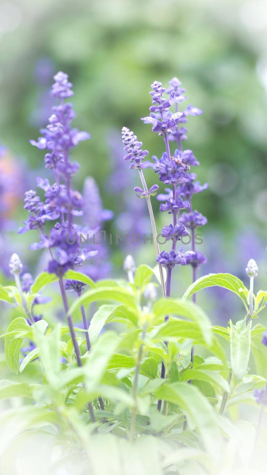 Lavender flower are bright and colorful violet color blooming and fragrancing with sunlight outdoor at Furano district Hokkaido north part of Japan in summer season mid of August 