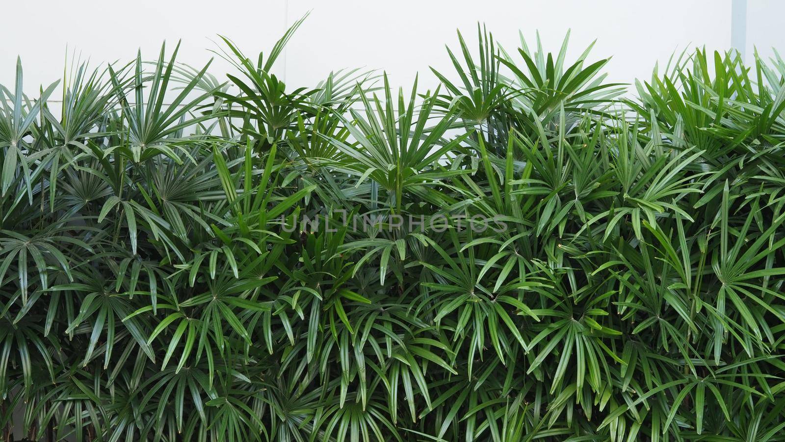 Nature wall of Lady palm tree or bamboo palm which in front of white color cement background wall for represent mood and tone of tropical asia jungle and refreshing feeling