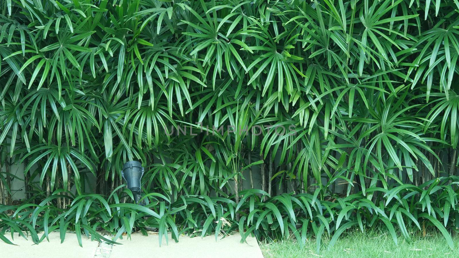 Nature wall of Lady palm tree or bamboo palm by gnepphoto