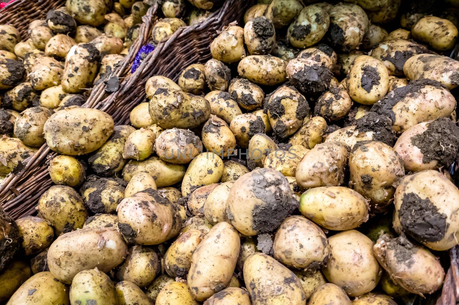 Fresh potatoes with soils for sale on the local market, natural organic vegetables background.