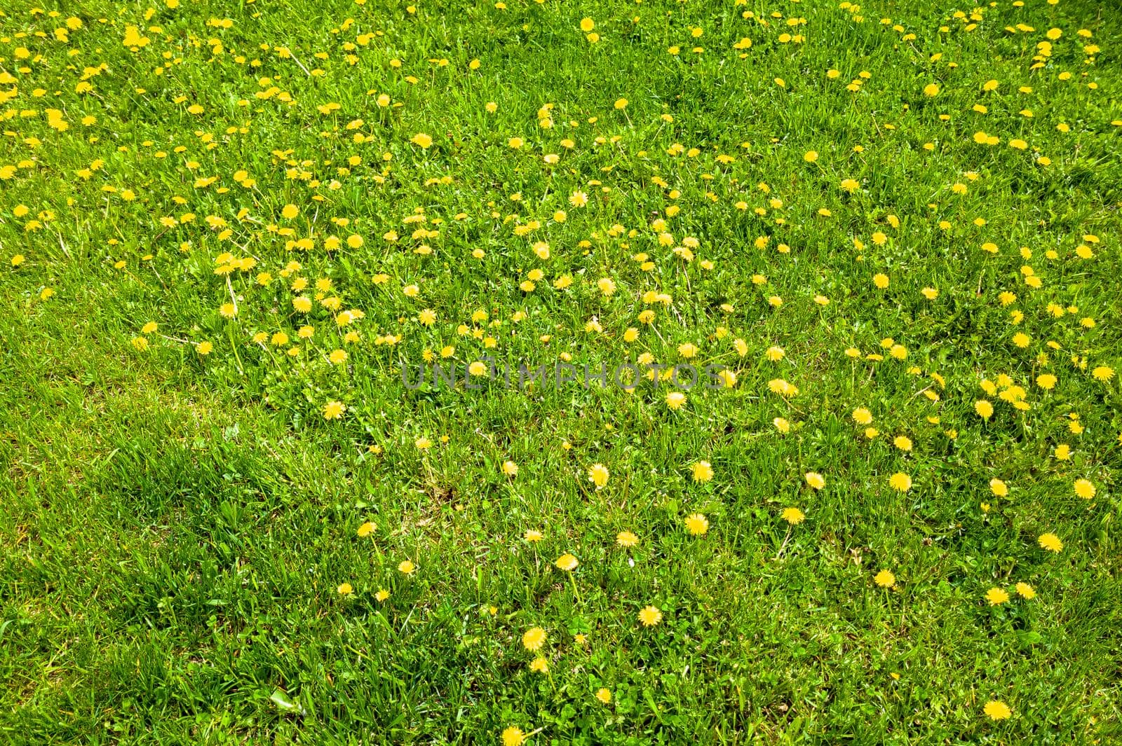 Young dandelions on a background of green grass. A good spring or summer background by Milanchikov