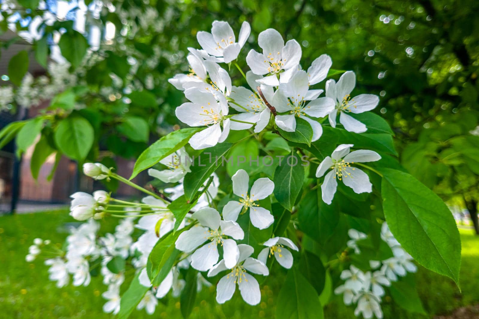 White Apple Flowers. Beautiful flowering apple trees. Background with blooming flowers in spring day by Milanchikov
