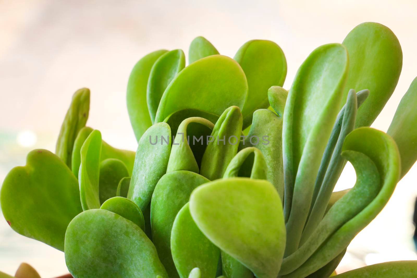 Colorful Crassula ovata Gollum plant in the garden in Spain