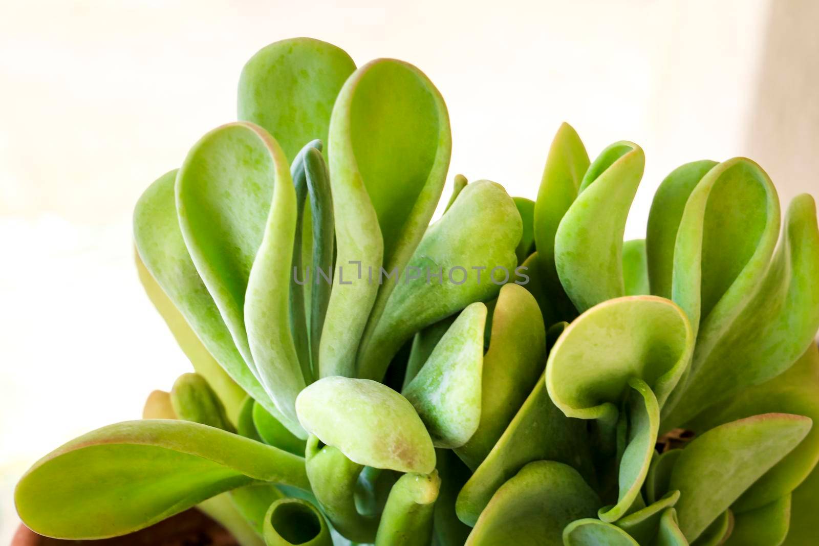 Colorful Crassula ovata Gollum plant in the garden in Spain