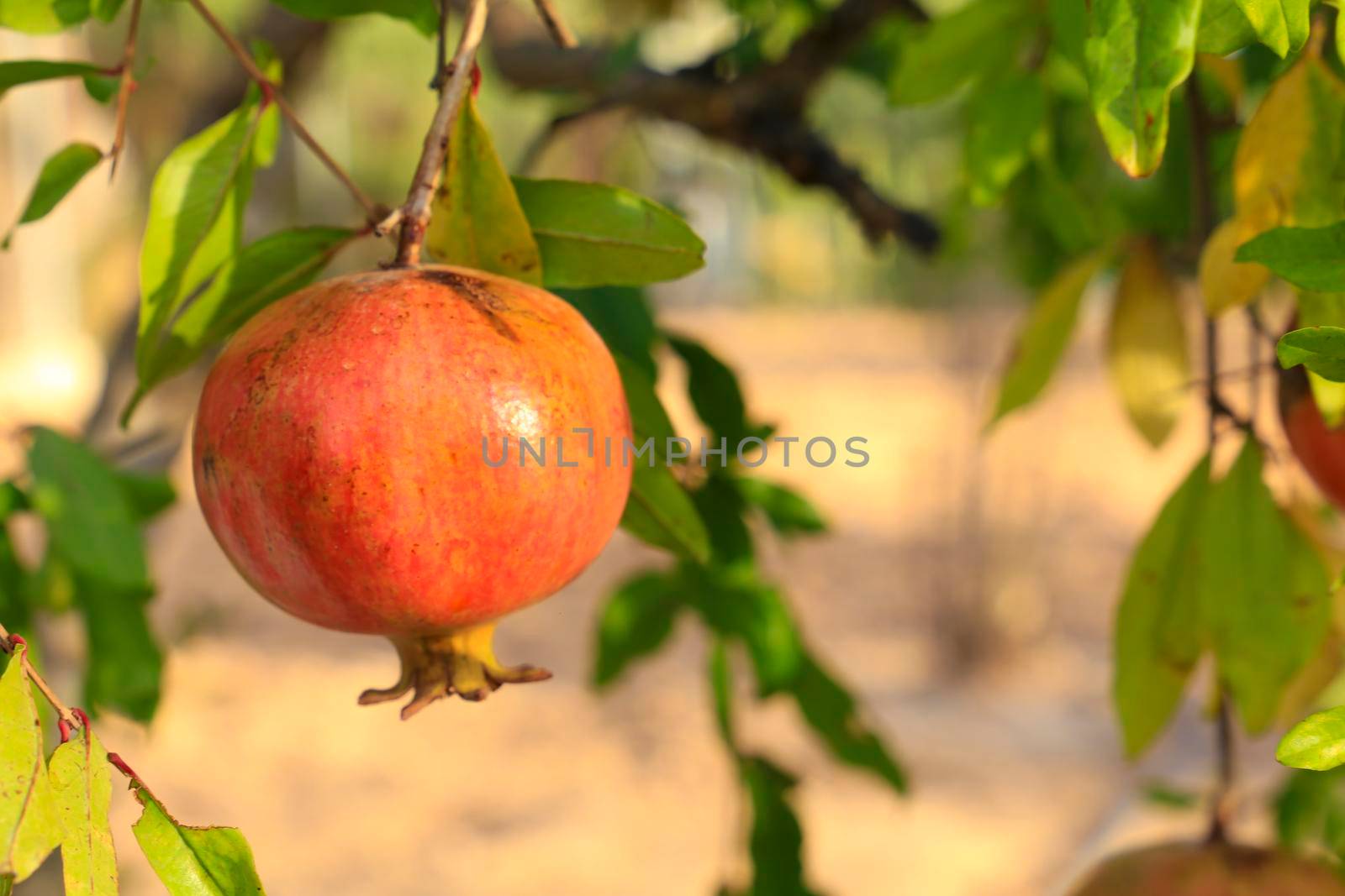 Pomegranates hanging from branch of Punica Granatum tree in the garden by soniabonet